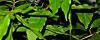 Alt: Plant4