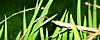 Grass?
